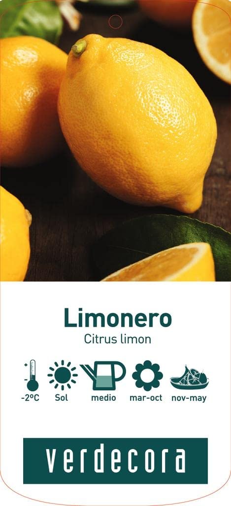 Verdecora Pack Limonero y Naranjo | Plantas naturales de exterior | Árboles frutales en maceta de 5L | Para plantar en huerto o jardín