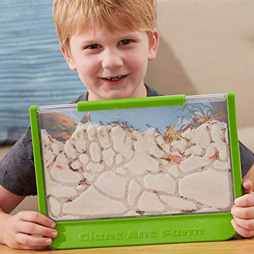 ant farms best