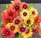 360 Coreopsis Seeds Vibrant Yellow Flower, Bright Bold Rosea Seed Dwarf Rudbeckia