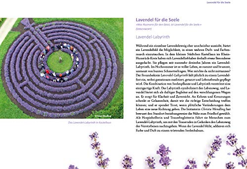 Lavendel: Die Heilpflanze für alle Sinne - 4
