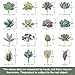 FAONIE Artificial Succulent Plants Unpotted - Premium Pack of Small Fake Succulent Plants (16 Pack)