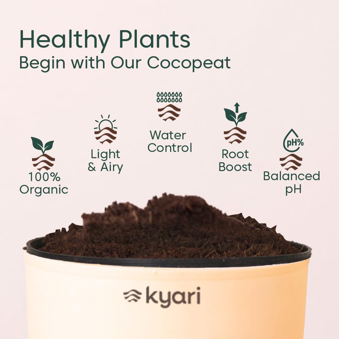 Kyari Combo of 4 Indoor Plants - Jade, Spider, Oyster (Rhoeo), Golden Money with White Self Watering Pot 4 Inch - Live Plants for Home Decor, Living Room, Office Desk - Air Purifying Vastu Plant Set 2