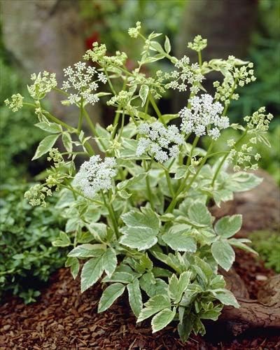 Amazon 予約商品 宿根草苗 アエゴポディウム ポタグラリア バリエガータ 日陰 半日陰 ９ｃｍロングポット １０月中下旬より順次発送 花