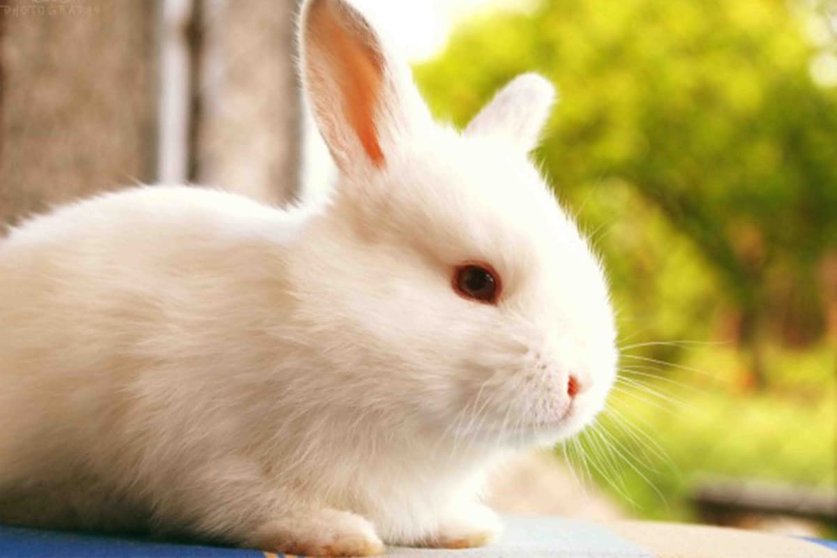 Print Hubz Cute White Rabbit Poster For Rabbit Lovers|Unframed