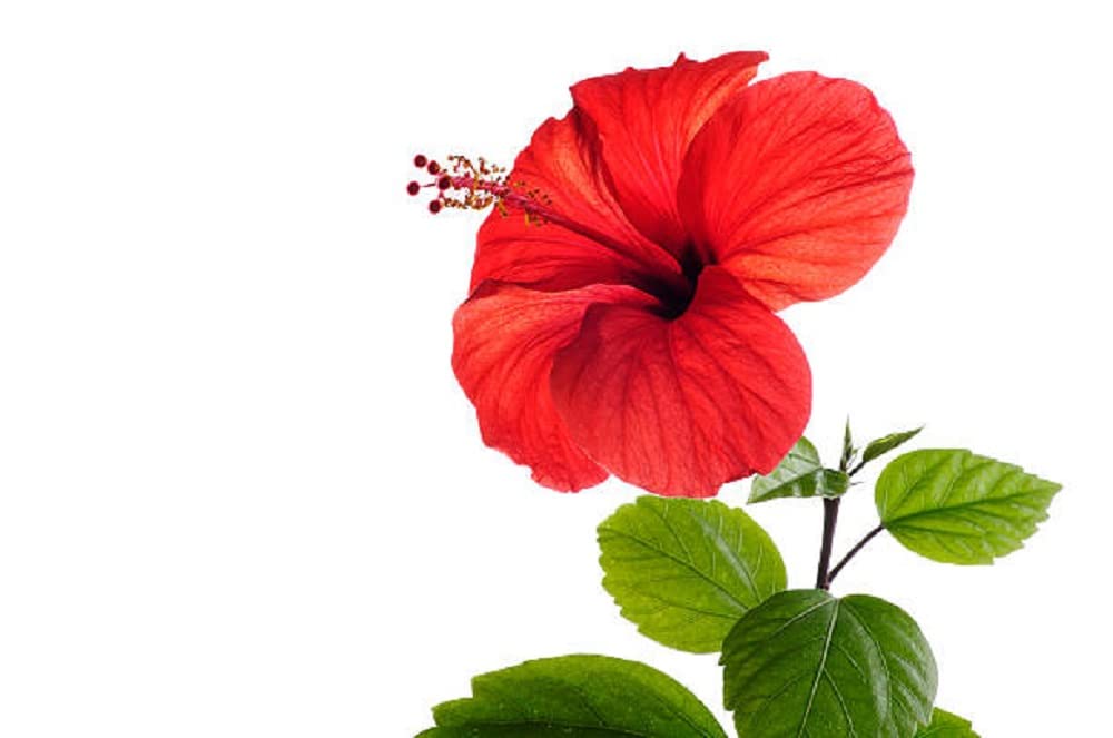 Fiore di ibisco, pelo de Jamaica, 1000 g