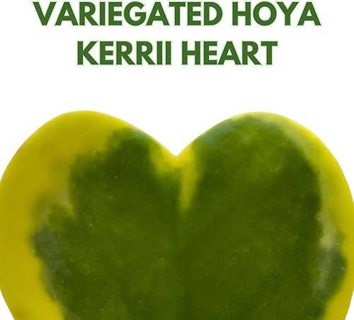 Miniatura 2 de BubbleBlooms Corazón abigarrado de Hoya Kerrii en maceta de 2 pulgadas con planta para el día de la madre