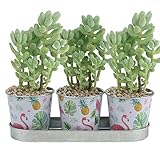 Ogrmar 3 Buckets 2.5