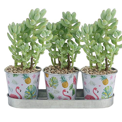 Ogrmar 3 Buckets 2.5” Succulent Planter Metal Pots/Creative Iron Art Flower Pot with Tray/Silverware Picnic Caddy/Silverware Flatware Caddy Organizer (Flamingo S)