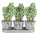 Ogrmar 3 Buckets 2.5" Succulent Planter Metal Pots/Creative Iron Art Flower Pot with Tray/Silverware Picnic Caddy/Silverware Flatware Caddy Organizer (Flamingo S)