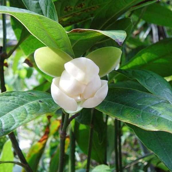 Mphmi Live Plant Nursery NCR Nurseryplant Kavati Chafa, Magnolia liliifera - Plant (B0C38N2NCV) Amazon Price History, Amazon Price Tracker