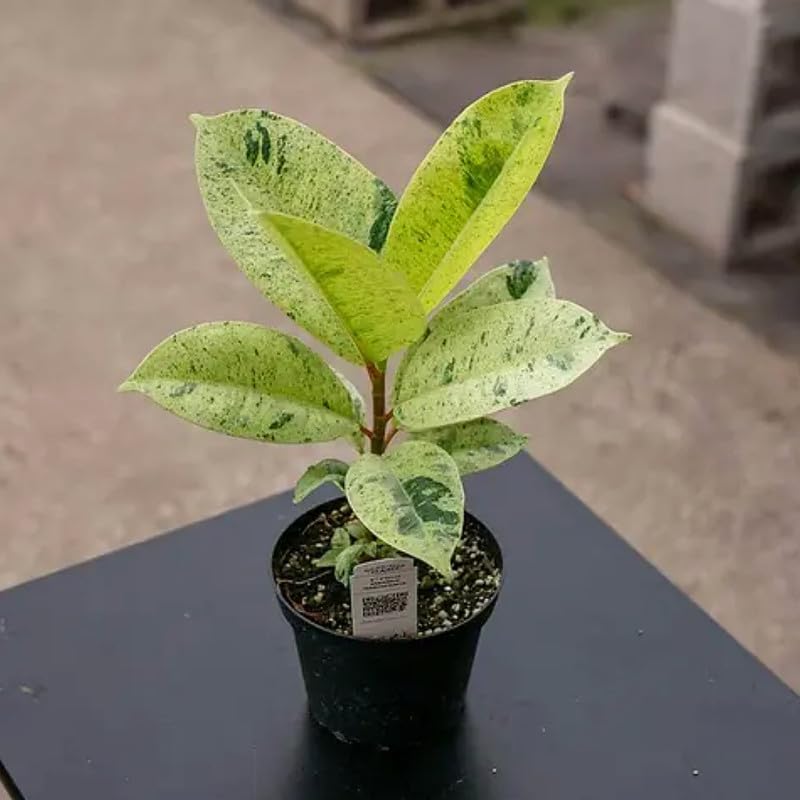 Rubber plant indoor live plant small,Wonderful Indoor Outdoor Decoration Natural Live "Ficus elastica shivereana" Variegated Rubber Plant (Pack of 1 Live Plant) For Home Garden Tree-image-40