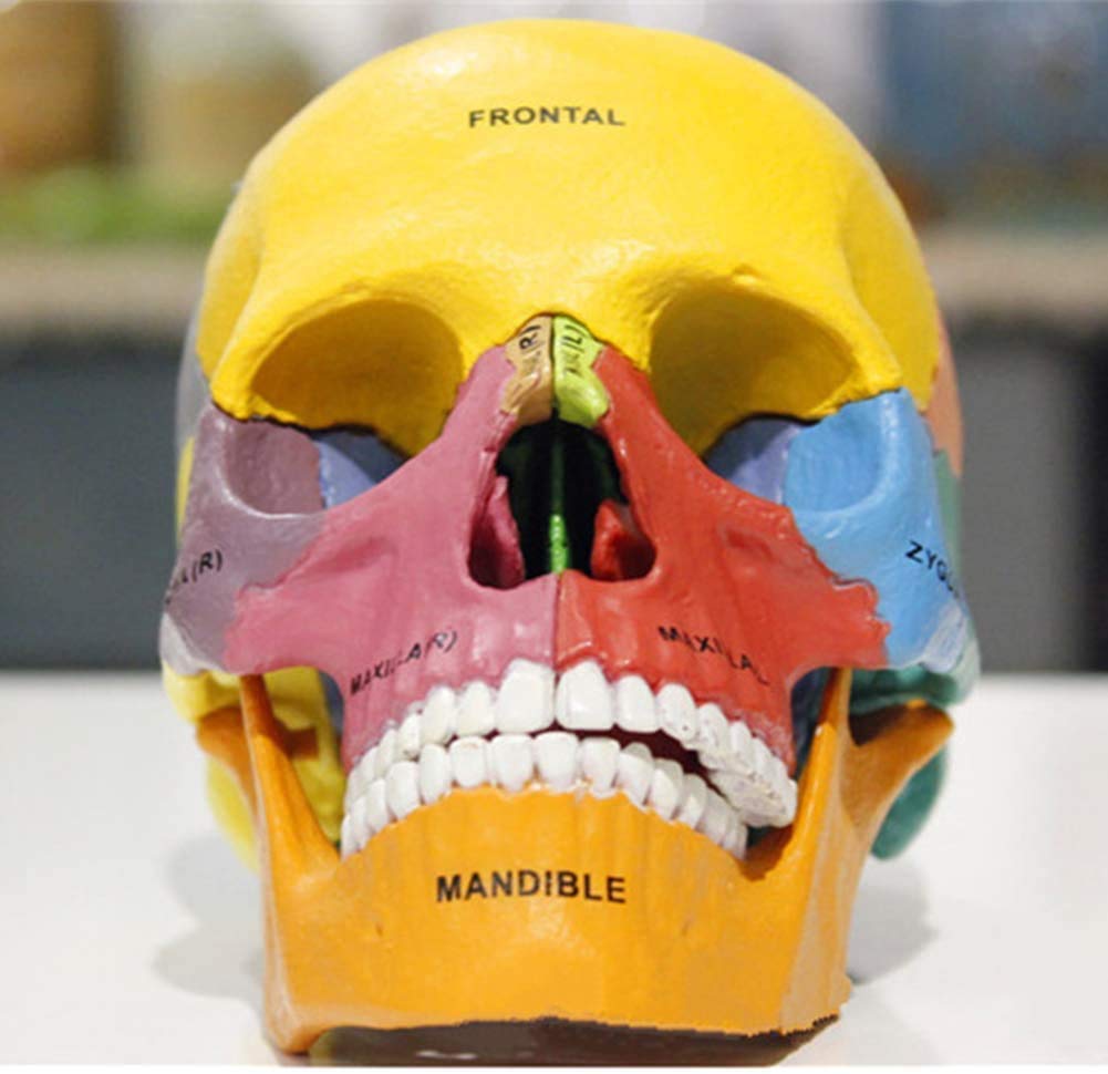17 Pezzi Scientifico Anatomia Umana 1: 1 Modello Didattico Didattico Crani Ossa di Colore Adulto-Cranio PVC per Una Dimostrazione Didattica di Base in Anatomia