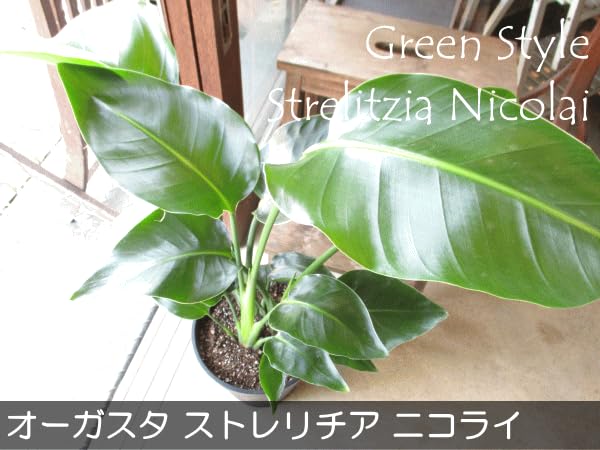 Amazon｜オーガスタ ストレリチア ニコライ 3株植え 8号鉢サイズ 黒色