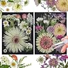 White Dried Pressed Flowers, 40Pcs Real Nature Flowers Set with Tweezers, Pressed Flowers for Resin DIY Jewelry Candle Soap Vase Making Nail Card Scrapbook Art Craft Floral Decor