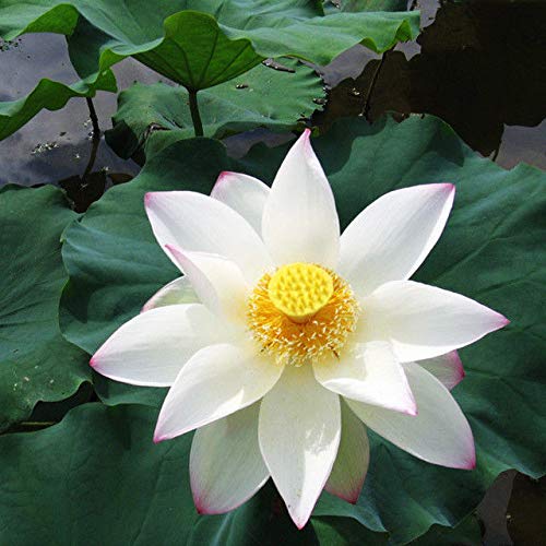 Semi Di Fiore Di Loto Viola Premium, Coltiva Splendide Fioriture - Foto 4