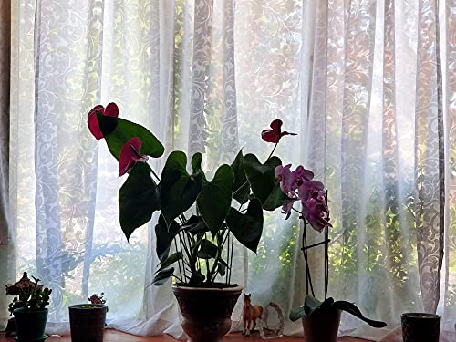 Burnout White Sheer Window Curtain Panels For Living Room Damask Floral Scroll Vintage Window Treatment Set Drapes For Bedroom Patio Door 54”X84”X2 #TOP5