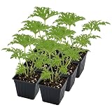Live Citronella Geranium Plants (6-Pack); Pelargonium Citronella Scented Potted Plants