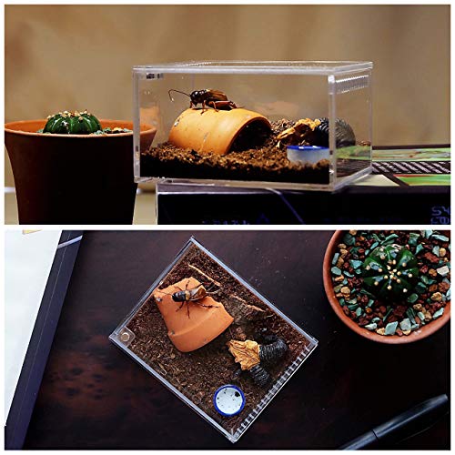2 Pack Acrylic Reptile Terrarium Insect Tarantula Enclosure Tank Snail Spider Habitat Cage Mini Critter Keeper Insect Carrier Transparent Reptile Isopods Lizards Roach Invertebrates Insect Feeding Box #TOP2