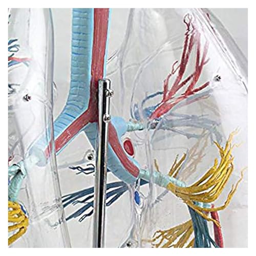 Modèle pulmonaire transparent 3D pour l'enseignement de l'anatomie - 8