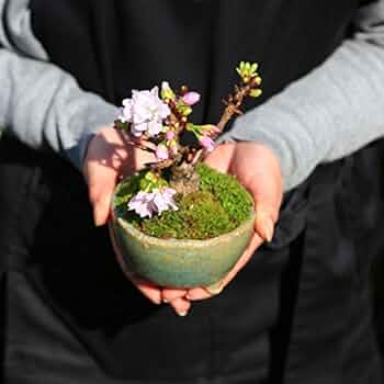 Amazon.co.jp: 遊恵盆栽 桜盆栽：ミニ太 一才桜（信楽焼足付浅鉢