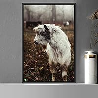 Framed Canvas Wall Art Goat Animals Expressive Farmhouse/Country Goat Living Room Multicolor Photography - 16x24 inches