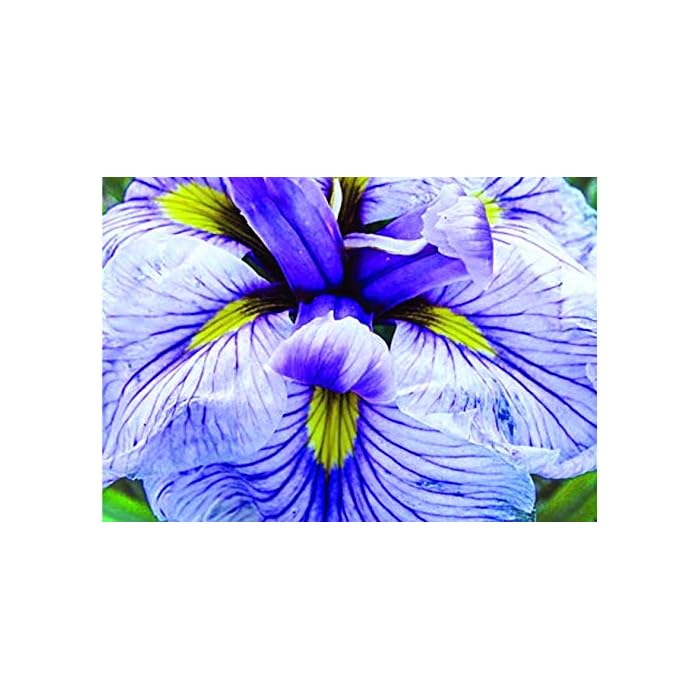 Buy Iris ensata 'Greywoods Catrina' bareroot 1 LTR Marginal Pond