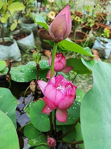 SEILOZBUNIA FARM -Rare All Season Red Hybrid Lotus Live Plant Big Water Lily (TUBER Root) Orginal Variety Guarante Blooming With in 30 Days For Outdoor and Indoor Plant (pc1) (B0CWMWCGQ9) Amazon Price History, Amazon Price Tracker