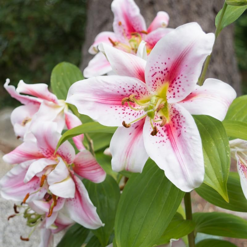 2 White Pink Lily Bulbs, Lily Flower Bulbs, Lily Bulbs for Spring Planting, Lilies Bulbs, Spring Flower Bulbs, Grow Well Indoor Outdoor