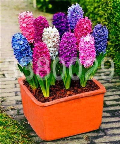 Amazon Co Jp 100本ヒヤシンス盆栽 混合色ヒヤシンスの花の盆栽屋内開花は家庭菜園植栽のための植物盆栽鉢植え 19 Diy 工具 ガーデン