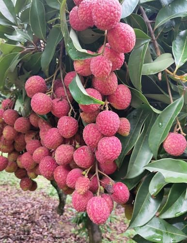 Image of Special Sweet Hybrid Seedless Grafted Litchi Plant, Lychee /Lichu Healthy Live Plant Original Variety for Indoor and Outdoor