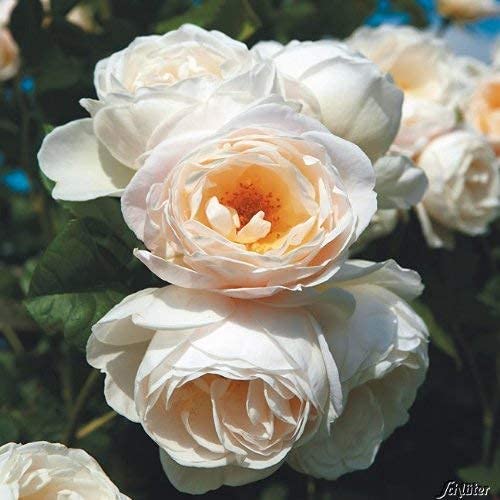 Kletterrose Uetersener Klosterrose creme-weiß - Kletter-Rose duftend - Pflanze für Rankhilfe im 5 Liter Container von Garten Schlüter - Pflanzen in Top Qualität