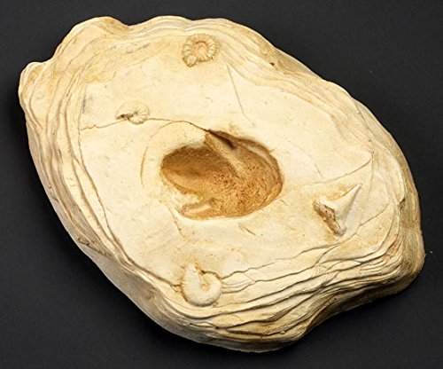 Nature-Watch Segisaurus Dinosaur Footprint Replica