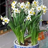 envío International GETSO T Mezcla de Colores Plantas Narciso bulbos de Narciso Bulbos Bonsai acuáticos pétalos Dobles absorción de la radiación de la Planta en Maceta -2 Bombilla: 4