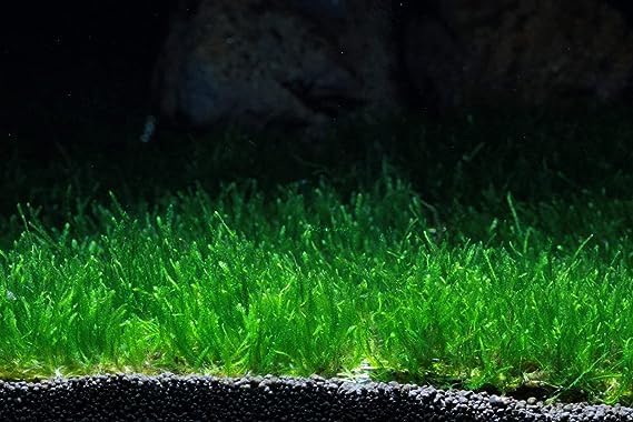 Maalavya Live Aquatic Plant Flame Moss 2.5 * 2.5 S.S Pad | Flame Moss Aquarium plants | (B0D9S98KMN) Amazon Price History, Amazon Price Tracker