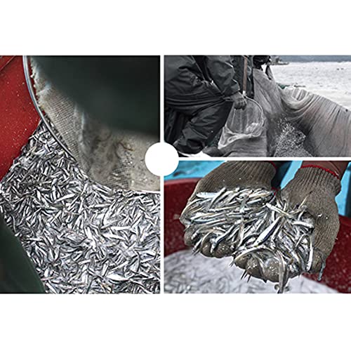 Dried Anchovy For Broth Rich In Calcium 鳀鱼干 汤底料 다시멸치 Large Size,Dashi Anchovy 53Oz(1.5Kg) #TOP3