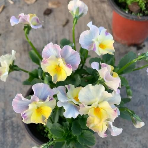 semi biologici di viola del pensiero primaverile, selvatici resistenti di viola del pensiero rare, decorazione del soggiorno resistenti 300pcs