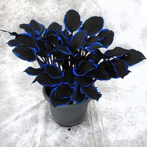 Hosta Perennial, Fragrant Flowers, Rare and Beautiful Hosta Bulbs in Bulk,Planting for Stunning Garden Displays-8 Bulbs-F
