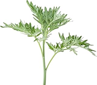 250 pcs Annual Mugwort Seeds Artemisia Argyi Herb Garden Raised Bed Mugwort Seeds Raised Bed Herbs Balcony Hardy Seeds Gift Cooking Garden Gifts Raised Bed