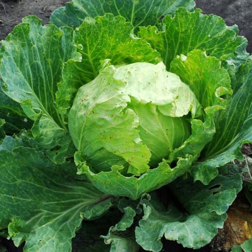 semillas de lechuga iceberg, Compre de invierno orgánicas de lechuga trepadoras resistentes de invierno, resistentes 600pcs