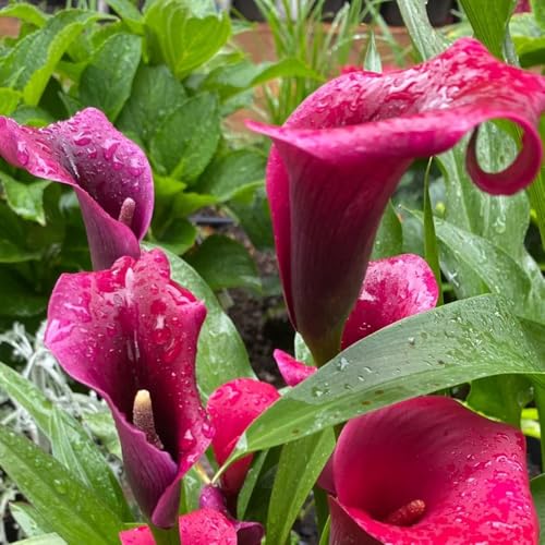 Bulbos de cala, bulbos de alcatraz, decoración de jardín para exterior Zantedeschia aethiopica, balcón decorativas bulbos de exóticas 8pcs