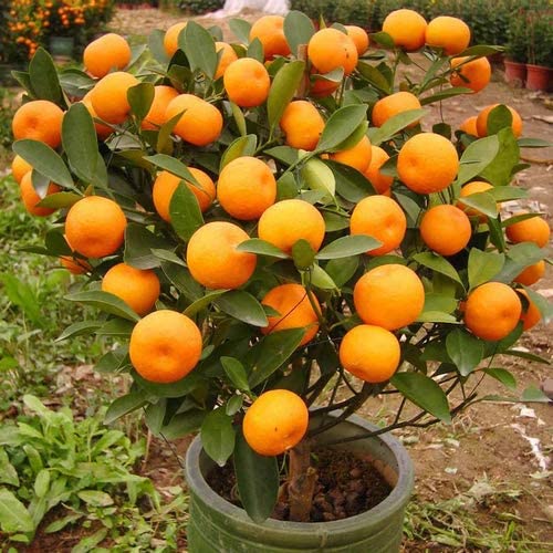 GREEN_COLLECTION Live Orange Kumquat Santra Nagpur Mandarin Citrus Plant | Grafted Hybrid Bonsai Tree for Home Garden Terrace | Juicy Sweet Baramasi Rare Variety Nursery Fruit Plant