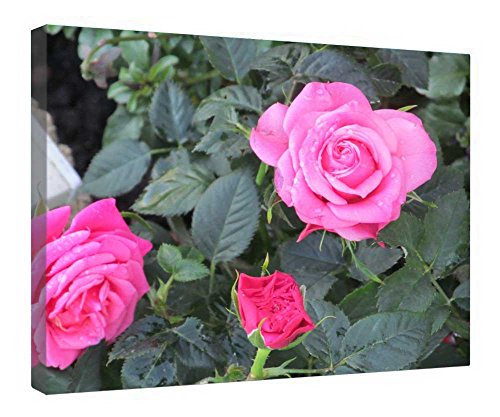 Toile Rose Rambler encadrée bois pour illuminer votre salon suspendre