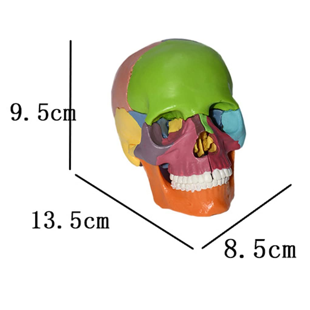 Amazon.co.jp: 15 パーツの色付き分解プラスチック頭蓋骨モデル人間の