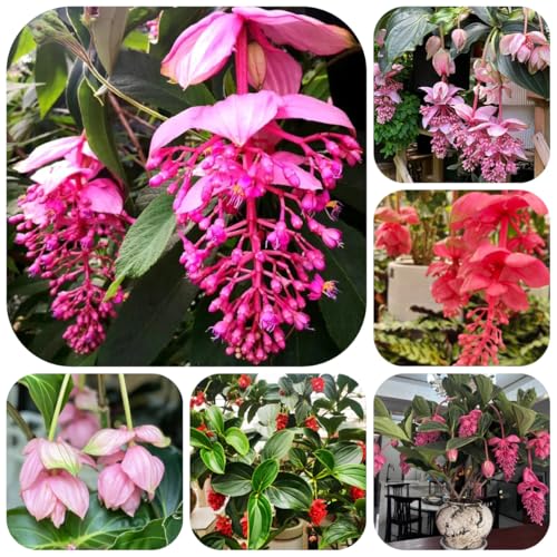 Semi di Medinilla magnifica per aiuole rialzate, arbusti ti ornamentali, decorazione, arbusti crescita rapida di recisi, arbusti 130pcs