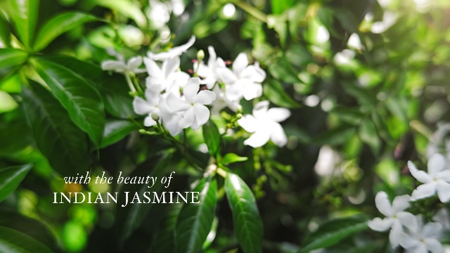 Image of NEST New York Scented Votive Candle, Indian Jasmine - 2 oz - Up to 28-Hour Burn Time - Reusable Glass Vessel