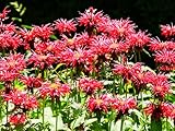 Greenwood Nursery: Live Perennial Plants - Bee Balm Jacob Cline + Monarda Didyma - [Qty: 2X Pint Pots] - (Click for Other Available Plants/Quantities)