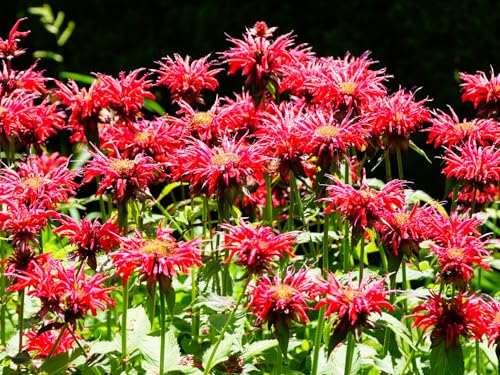 Greenwood Nursery: Live Perennial Plants - Bee Balm Jacob
