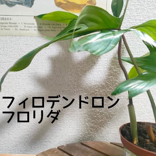 ��l�� �t�B���f���h���� �t�����_ ���b�R�J�Y�� �ϗt�A�� �C���e���A��