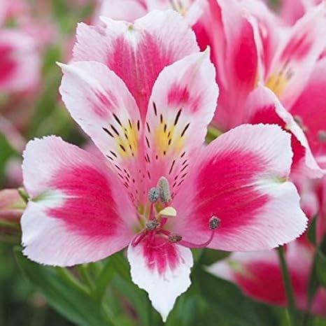 Amazon 国華園 花苗 アルストロメリア クイーンスター 2株 21年春商品 鉢