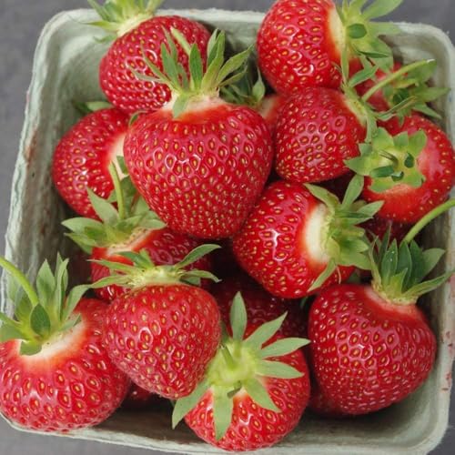 Image of Red Gauntlet Strawberry Live Fruit Plant | Hybrid Variety for Home Garden | High Yield | Fast Growing Healthy Sapling | Live Plant for Terrace, Balcony & Backyard Gardening - Pack of 1